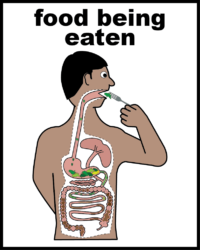 food being eaten